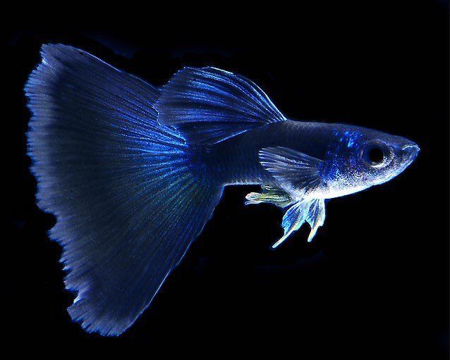 ปลาหางนกยูงมอสโกบลู (Moscow Blue)