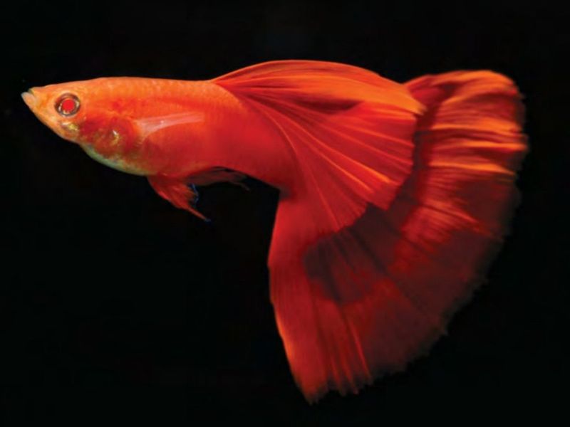 ปลาหางนกยูงฟูลเรด (Full Red)