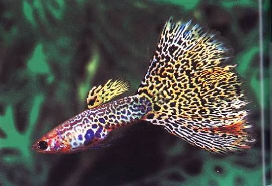 ปลาหางนกยูงเยลโล่คอบร้า (Yellow Cobra)